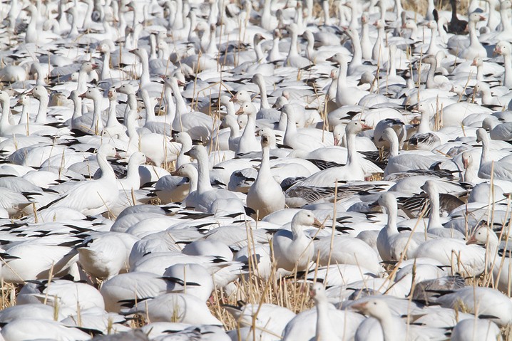 Schneegans Anser caerulescens Snow Goose